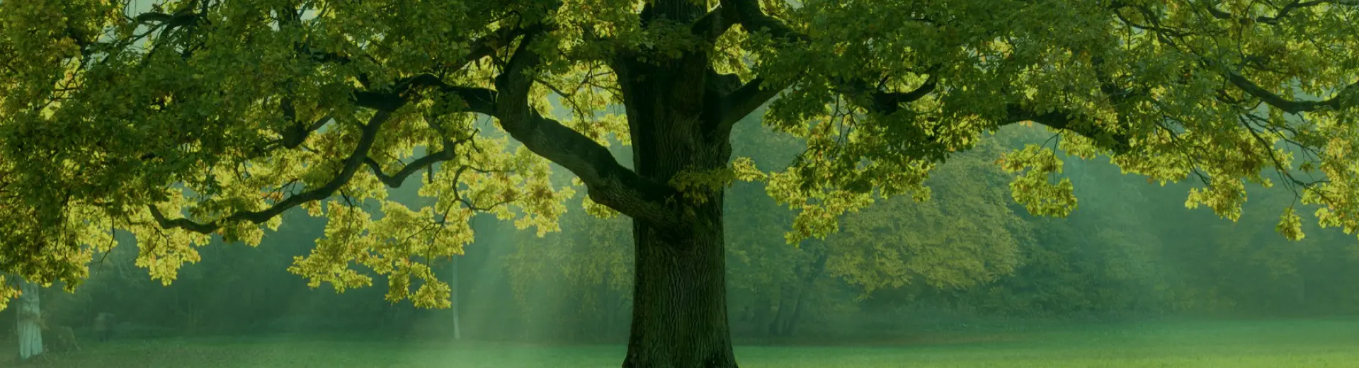 Page header background